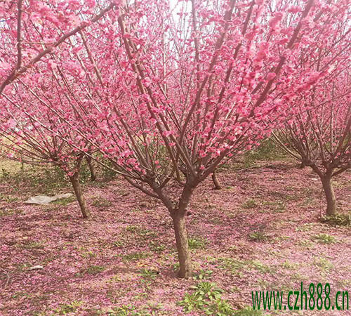 紅梅什么時候開花？ 紅梅的四季養護