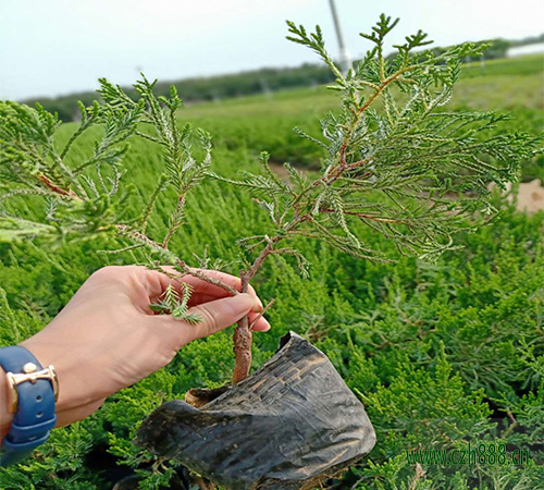 小龍柏的培育方法和時間選擇 龍柏怎么培育?