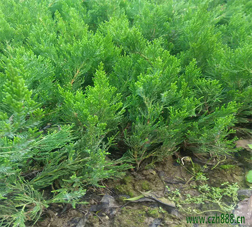 小龍柏的培育方法和時間選擇 龍柏怎么培育?