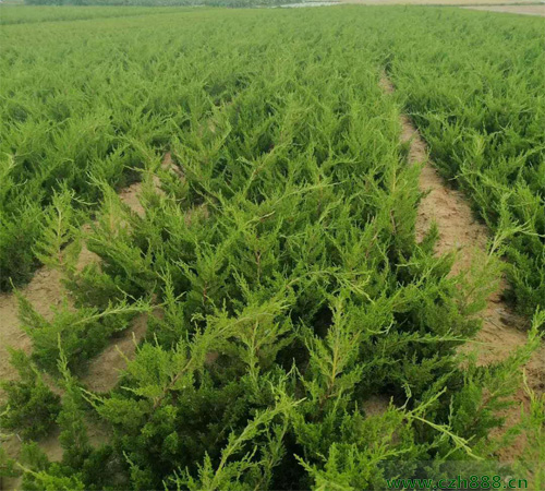 小龍柏的培育方法和時間選擇 龍柏怎么培育?