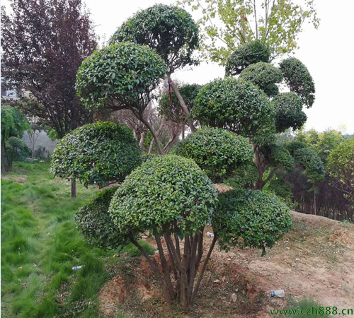 小葉女貞球如何造型？ 小葉女貞球樹的養(yǎng)護管理