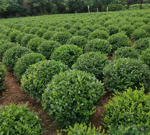 小葉女貞球如何造型？ 小葉女貞球樹的養(yǎng)護管理