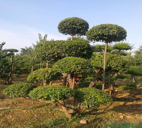 小葉女貞球如何造型？ 小葉女貞球樹的養(yǎng)護管理