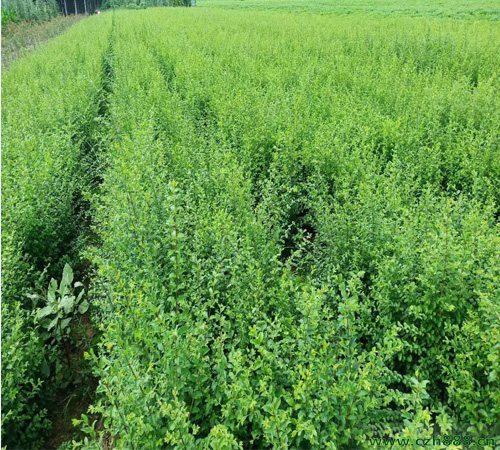 小葉女貞球如何造型？ 小葉女貞球樹的養(yǎng)護管理