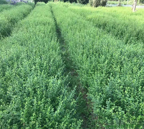 小葉女貞球如何造型？ 小葉女貞球樹的養(yǎng)護管理