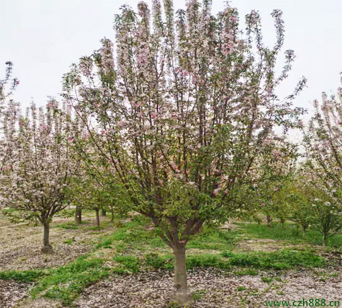 北美海棠都有哪些品種? 北美海棠品種多樣