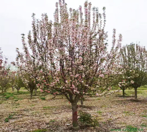 北美海棠都有哪些品種? 北美海棠品種多樣