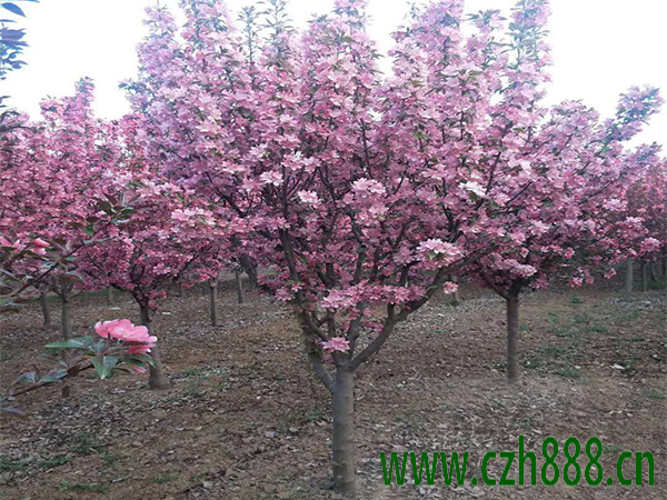 北美海棠都有哪些品種? 北美海棠品種多樣