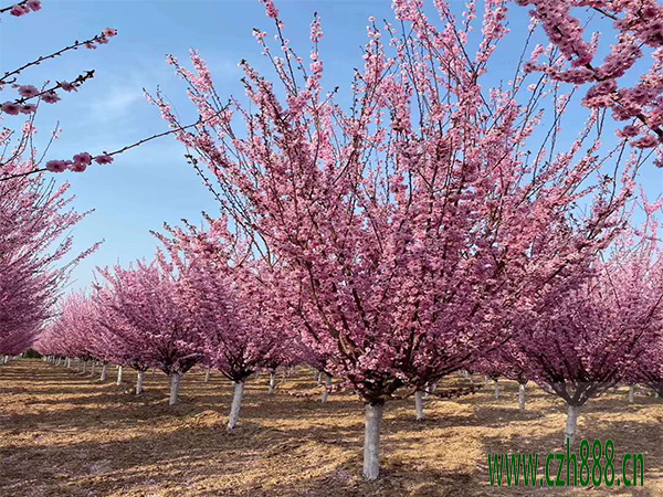 美人梅和梅花有什么不同？ 美人梅和梅花的區別