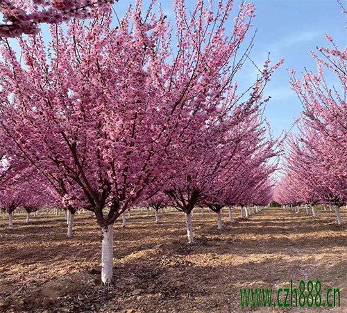 美人梅和梅花有什么不同？ 美人梅和梅花的區別