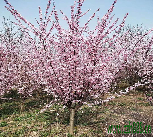 美人梅的花期可以調(diào)控嗎？ 美人梅花期調(diào)控