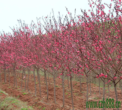 紅葉碧桃的基本特性介紹 紅葉碧桃的主要價值