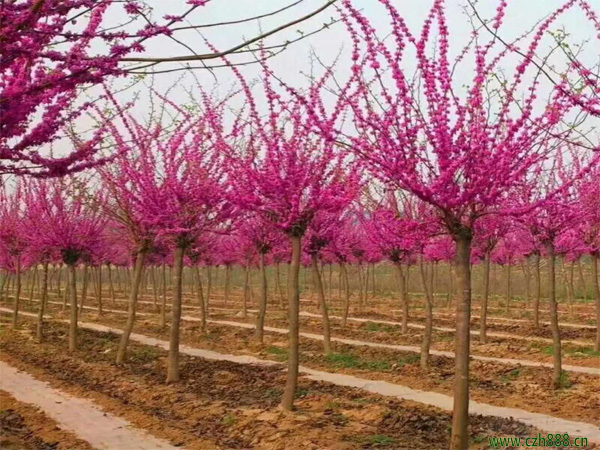 紫荊什么時候開花？ 紫荊的花期是什么時候？