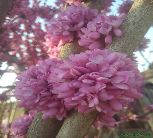 紫荊什么時候開花？ 紫荊的花期是什么時候？