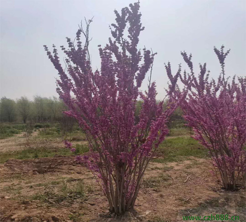 紫荊什么時候開花？ 紫荊的花期是什么時候？