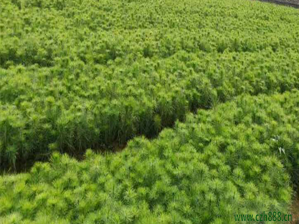 馬尾松樹苗種植有哪些方法？