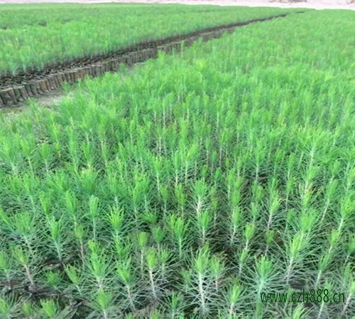 馬尾松樹如何種植？分享馬尾松樹栽培技術