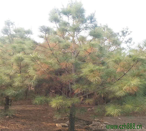 馬尾松樹如何種植？分享馬尾松樹栽培技術