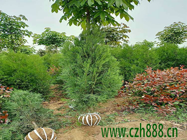 側柏一般種在什么區域比較好?