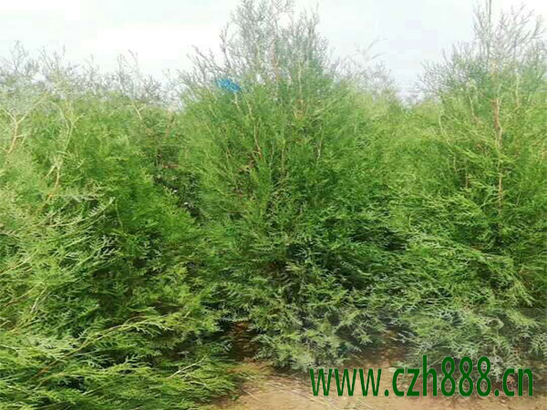 側柏一般種在什么區域比較好?