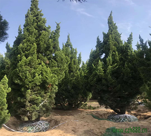 龍柏的栽植與養護方法有哪些？看看這些細節