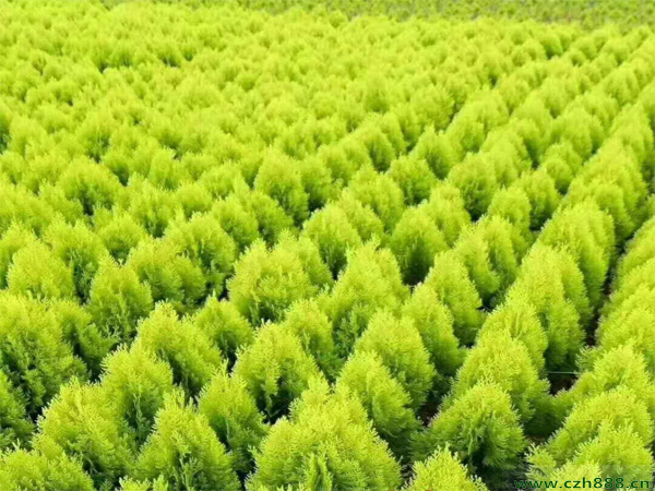 灑金柏的養殖方法有哪些？灑金柏養殖要注意這些細節