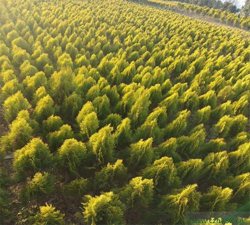 灑金柏的養殖方法有哪些？灑金柏養殖要注意這些細節