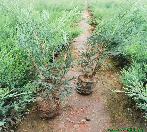 沙地柏種植方法和養(yǎng)護分享
