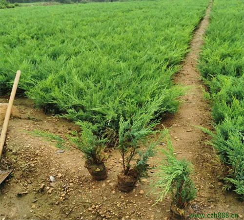 沙地柏種植方法和養(yǎng)護分享