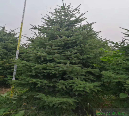 云杉樹好不好養護？云杉有哪些特點