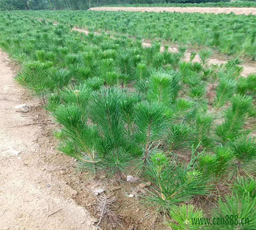 黑松盆景的五種養護技術