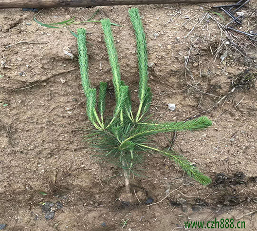 黑松盆景的五種養護技術