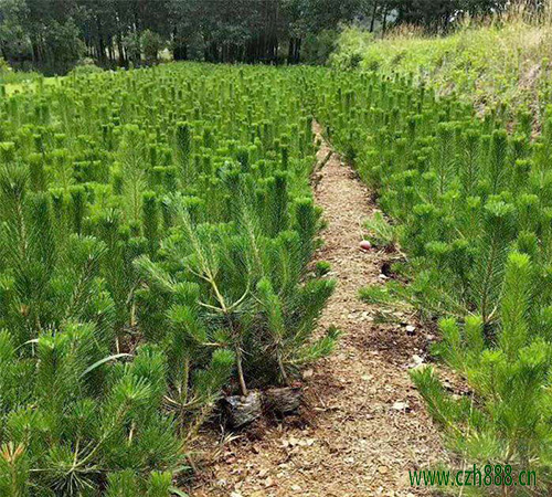 黑松養(yǎng)護用什么土養(yǎng)最好？一起來看看