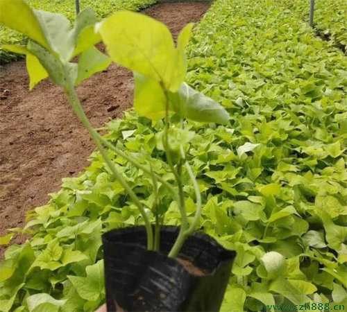 金葉佛甲草該好不好養殖?這些細節要看看