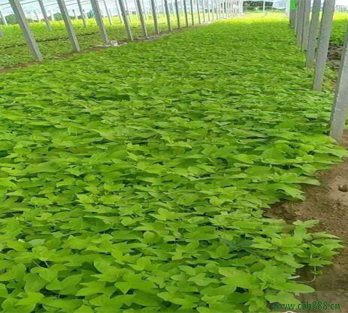 金葉佛甲草的養殖方法介紹