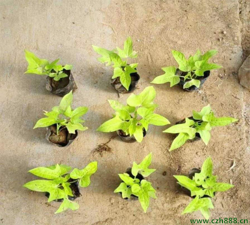 金葉佛甲草的養殖方法介紹