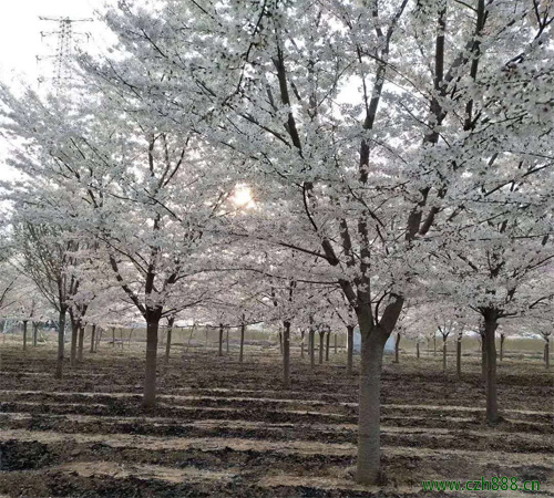 櫻花的培育養護管理 櫻花幾月份開花？