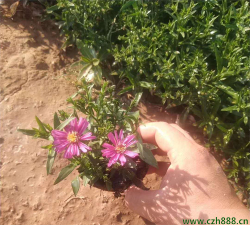 荷蘭菊如何修剪？ 荷蘭菊修剪和養(yǎng)護方法