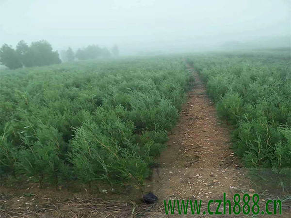 什么是側柏的抗逆性？ 側柏種植的價值