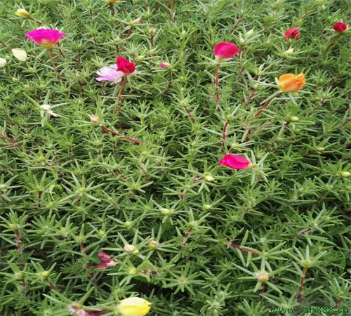 半枝蓮如何種植? 半枝蓮種子如何種植?