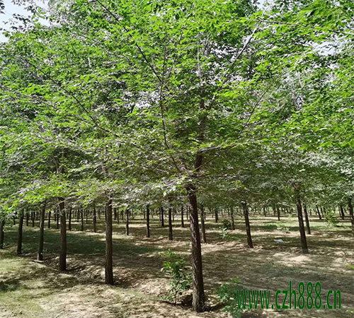 白榆種子如何培育? 白榆培育的方法詳細(xì)介紹