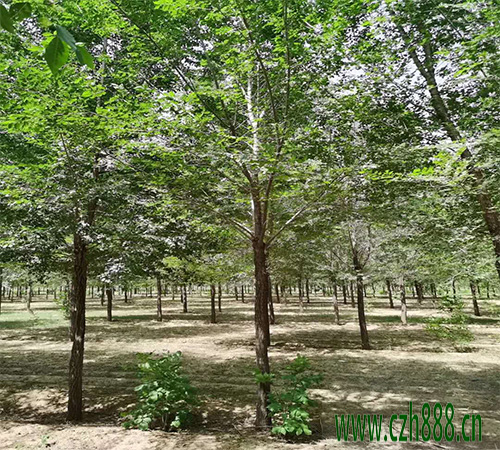 白榆種子如何培育? 白榆培育的方法詳細(xì)介紹