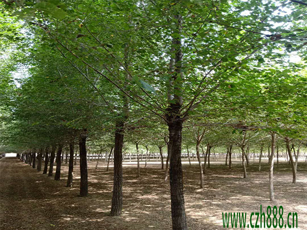 白榆種子如何培育? 白榆培育的方法詳細(xì)介紹