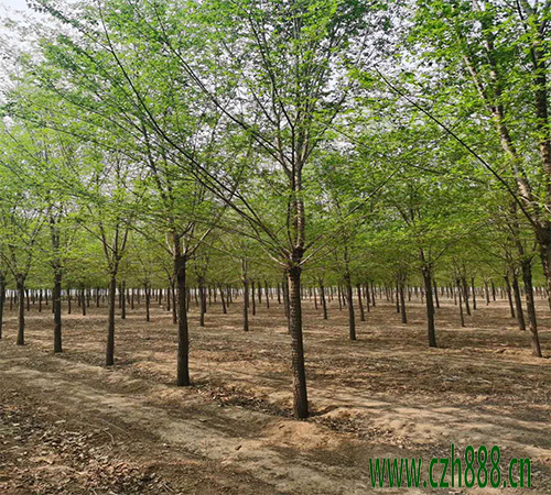 白榆種子如何培育? 白榆培育的方法詳細(xì)介紹