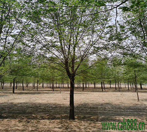 白榆種子如何培育? 白榆培育的方法詳細(xì)介紹