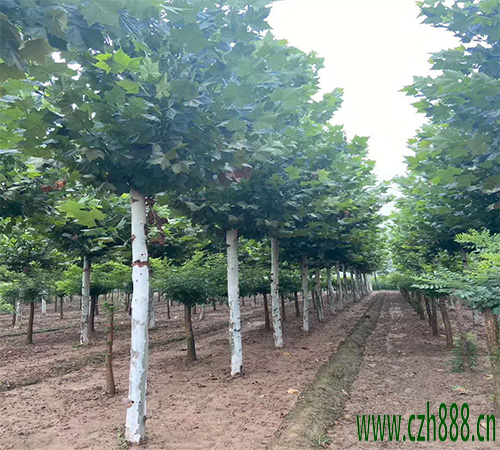 法桐葉子為什么會發(fā)黃？ 法桐葉子發(fā)黃的處理方法