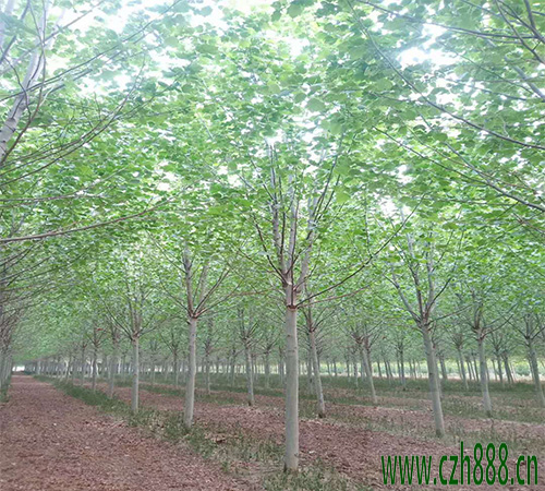 法桐葉子為什么會發(fā)黃？ 法桐葉子發(fā)黃的處理方法