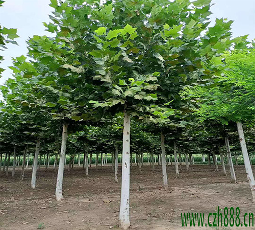 法桐葉子為什么會發(fā)黃？ 法桐葉子發(fā)黃的處理方法