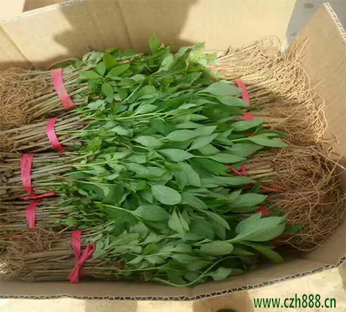 黃刺玫的病蟲害防治方法 黃刺玫有哪些病蟲害？