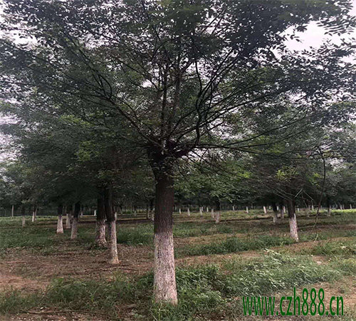 國(guó)槐和刺槐怎樣區(qū)分? 國(guó)槐的形狀特征